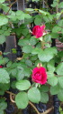 赤薔薇