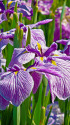 花菖蒲