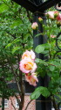 ピンクの薔薇
