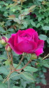 濃いピンクの薔薇