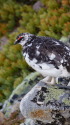 常念岳の雄雷鳥2