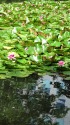 蓮と水面のビル