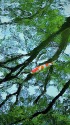優雅に泳ぐ緋鯉