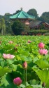 弁天堂と蓮の花