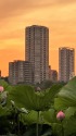 不忍池の夕景