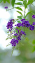散歩道の花 1807-21-1