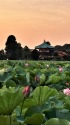 不忍池の夕景 