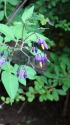 日本の美・百花繚乱に参加