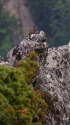 大下ノ頭の雄雷鳥3