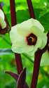 オクラの花
