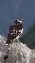 ゲーロの雄雷鳥2