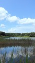 爽やかな水辺の風景