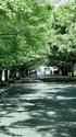 木漏れ日の並木道
