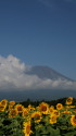 富士山&ヒマワリ