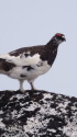 前常念の雄雷鳥