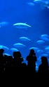 葛西臨海水族園にて