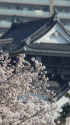 桜と天守閣