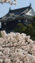 桜と天守閣
