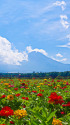 富士山と百日草