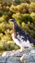 白馬岳の雄雷鳥2