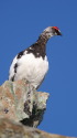 白馬岳の雄雷鳥3