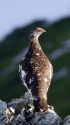 白馬岳の雄雷鳥4