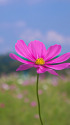 秋桜