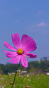 秋桜