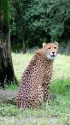 チータ