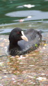黒い水鳥
