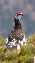 小蓮華山の雄雷鳥6