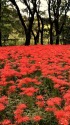 燃える野川公園
