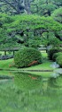 六義園の風景