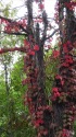 ホテル大平原の紅葉