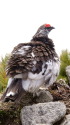 小蓮華山の雄雷鳥7