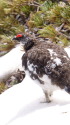 小蓮華山の雄雷鳥8