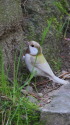 白いシジュウカラ270