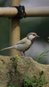 白いシジュウカラ273