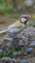 白いシジュウカラ274