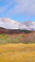 鎌池湿原から白馬三山