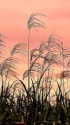 夕焼けのススキ