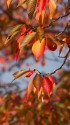 さくらの紅葉