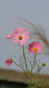 散歩道の花 1810-19-1