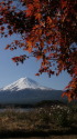 紅葉&富士山
