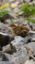 仙丈ヶ岳のチビ雷鳥