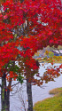 女神湖 湖畔の紅葉