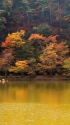 臥竜公園の紅葉