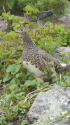 仙丈ヶ岳のママ雷鳥3