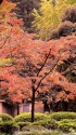 秋の日比谷公園