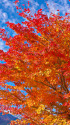 河口湖 湖畔の紅葉
